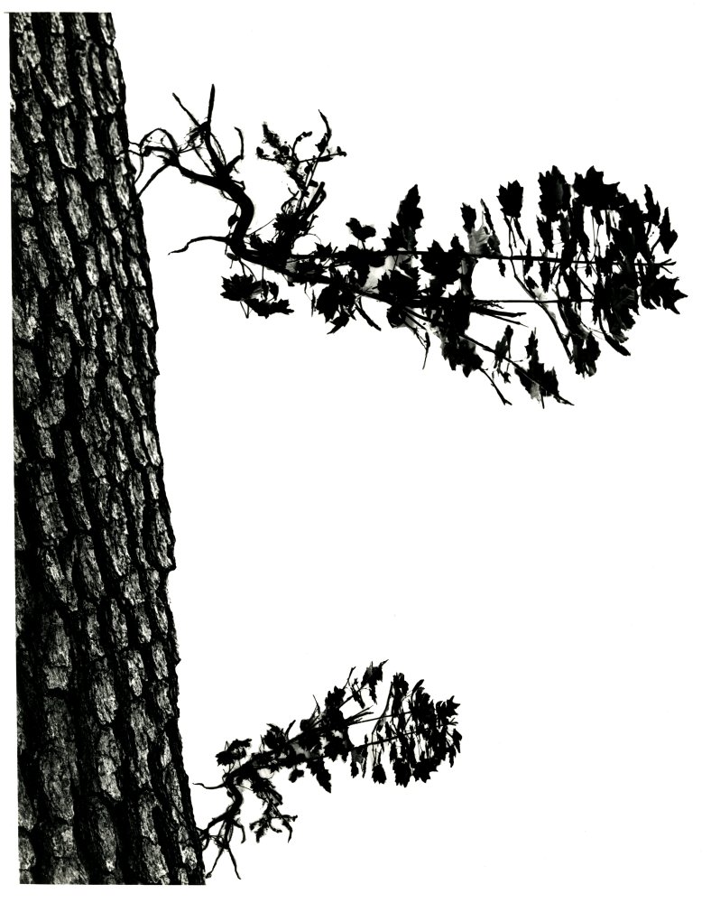 02-052 (click for large image)
